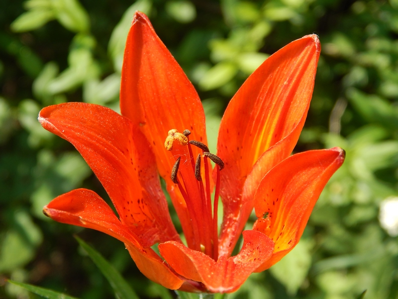 Lilium bulbiferum subsp. croceum